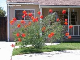 Pride Of Barbados Red Bird Of Paradise Dwarf Poinciana Peacock Flower Flamboyan De Jardin Caesalpinia Pu Pride Of Barbados Front Yard Plants Paradise Plant