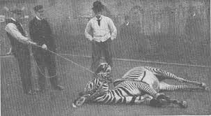 Résultat de recherche d'images pour "domesticated zebra"