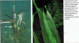 Image result for Potamogeton schweinfurthii
