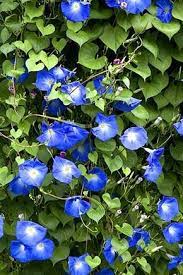 Top 10 Climbing Plants For A Small Trellis Climbing Flowers Small Garden Trellis Climbing Plants