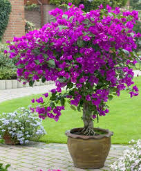 New River Bougainvillea Tree Conservatory Plants Plants Outdoor Flowers