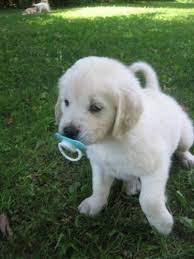 White Golden Retriever Puppies For Sale In Campbellville Ontario Nice Pets In Canada