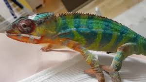 This species is endemic (unique habitat) to tanzania. Friendly Pet Chameleon Youtube