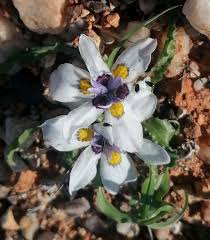 Image result for Moraea clavata