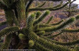 Image result for Arauk rie Araucaria