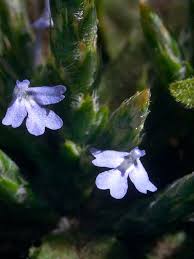 Image result for Elytraria