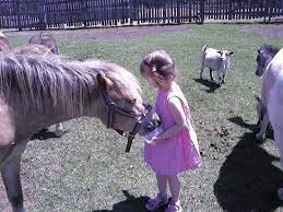 Erickson S Petting Zoo Zoo Animals Zoo Osakis