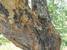 Image result for Cephalocroton mollis