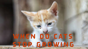 Let's break each phase down. When Do Cats Stop Growing When Do They Reach Their Full Size Catman