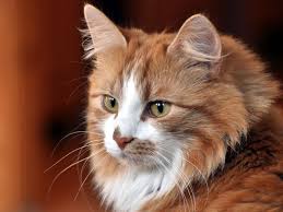 12687 asian hd wallpapers and background images. Download Wallpaper 1280x960 Cat Face Cool Cat Cute Cat Standard 4 3 Hd Background