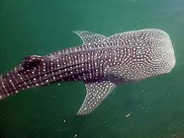 GMA News Online's butanding story wins 3rd place in travel writing contest 