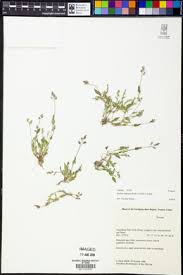 Image result for Isachne kiyalaensis