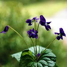 viola dance fleurs mauves fleur amour valse des fleurs