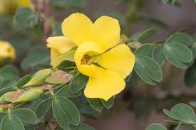 Image result for Chamaecrista