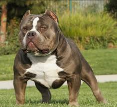 Chó pitbull hay american pit bull terrier có bản tính hung dữ, được nuôi để phục vụ cho việc đi săn hay tham gia vào các buổi ngày nay, pitbull là một trong những giống vật nuôi được ưa chuộng nhất tại việt nam nhờ thể chất khỏe mạnh, thân hình cơ bắp lại vô. Hinh áº£nh Cho Pitbull Tá»•ng Há»£p Hinh áº£nh Cho Pitbull Ä'áº¹p Nháº¥t