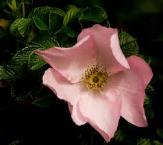 Image result for Rosaceae