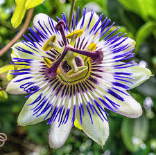 Gardeners enjoy this vine's beautiful flowers, too. Passion Flower Plants For Sale Easy To Grow Easy To Grow Bulbs