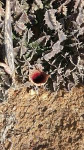 Image result for Huernia kirkii