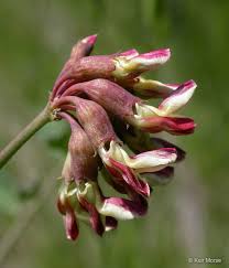 Image result for Crassocephalum ducis-aprutii