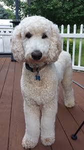 Hairstyles For Poodles Hairstyles By Unixcode Poodle Puppy Poodle Haircut Poodle Dog