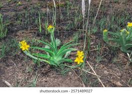 Image result for Hypoxidaceae
