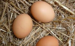 Poulailler xxl 14 poules maison poule coq abri poules oie€ 399,00. Comment Elever Des Poules Pondeuses A La Maison