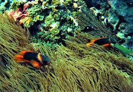 The great barrier reef is the world's largest coral reef system composed of over 2,900 individual reefs and 900 islands stretching for over. Cairns In Australien Top Sehenswurdigkeiten Highlights Und Tipps