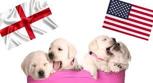 We have been breeding quality english labrador retrievers since 1996. English Vs American Lab Which One Is Right For You