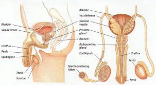 Maybe you would like to learn more about one of these? Draw A Labelled Diagram Of Human Male Reproductive System