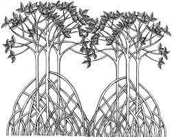Pin On Mangrove Drawing Pictures