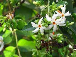 Wild flowers that attract honey bees. 17 Types Of Fragrant Jasmine Flower Varieties In 2021 Night Flowering Jasmine Night Flower Jasmine Plant