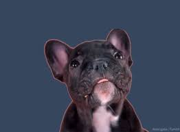 Funny Cute Animated Dog Gifs A kínálat mindennap több ezer új minőségi képpel bővül. funny cute animated dog gifs