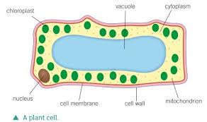 The cell wall is made of cellulose, a rigid fiber layer. Science Revision Parts Of A Plant Cell Diagram Quizlet