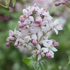 Image result for Deutzia x hybrida ′Mont Rose