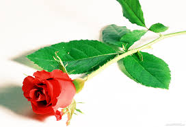 ãhoa hongãã®ç»åæ¤ç´¢çµæ