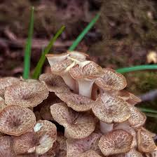 Image result for Polyporus pendulus
