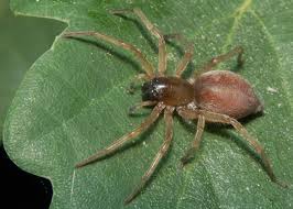 Hilfe Spinne Tiere Katze Spinnen