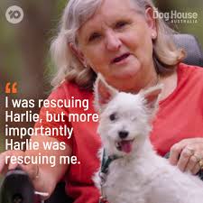 What a beautiful match 🧡 #DogHouseAU