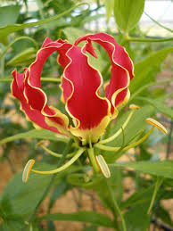 Maybe you would like to learn more about one of these? National Flower Zimbabwe Blog Floraweb International