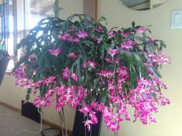 How to repot a flowering cactus called a christmas cactus (sometimes known as easter cactus or thanksgiving cactus or holiday cactus) and scientific name is schlumbergera cacti. Not Sure If A Christmas Cactus Counts As A Succulent But This 25 Year Old Plant Sure Is Pretty Cool Succulents