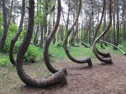 Las, silesian voivodeship, a village in southern poland. Crooked Forest Wikipedia