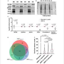 You may be interested in how cancer cells are different as you are handling your own cancer or that of a. Lisa L Cunningham S Research Works National Institute On Deafness And Other Communication Disorders Maryland City And Other Places