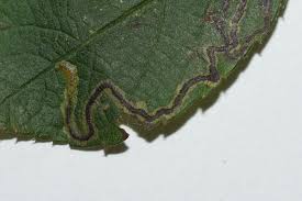 Image result for Stigmella anomalella