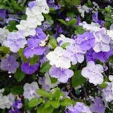 Image result for Brunfelsia pauciflora