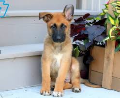 Accordingly, both breeds possess incredible intelligence, an abundance of energy and a strong work ethic. Mason German Shepherd Mix Puppy For Sale Keystone Puppies