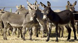 If you were buying something at a store, say something like: Donkey Milk Dairy To Be Set Up In Haryana Hisar Donkey Milk Benefits Price Of Milk All You Need To Know Donkey News India Tv