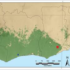 Image result for Monanthotaxis trichantha