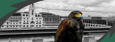 Throughout 2019 we will be. Hf Pest And Bird Control Home Facebook