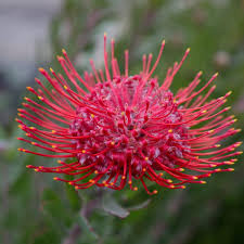Image result for Leucospermum