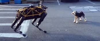 Gercek Kopek Robota Karsi Kopek Boston Gercekler